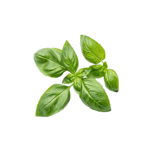 MANJERICÃO (emb. 100g)