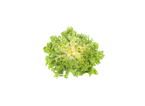 ALFACE CHICÓRIA (1un)