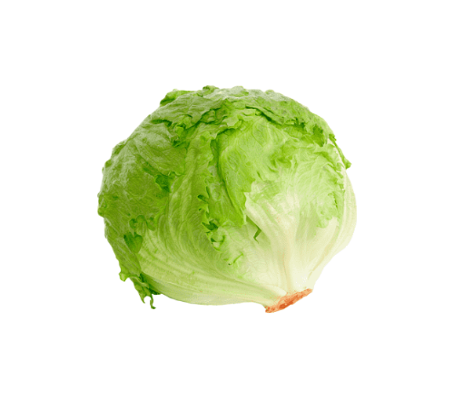 ALFACE ICEBERG (1un)