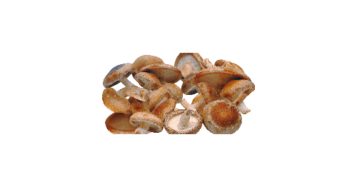 COGUMELO SHITAKE (500g)
